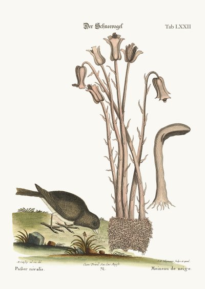 El pájaro de la nieve, 1749-73 de Mark Catesby